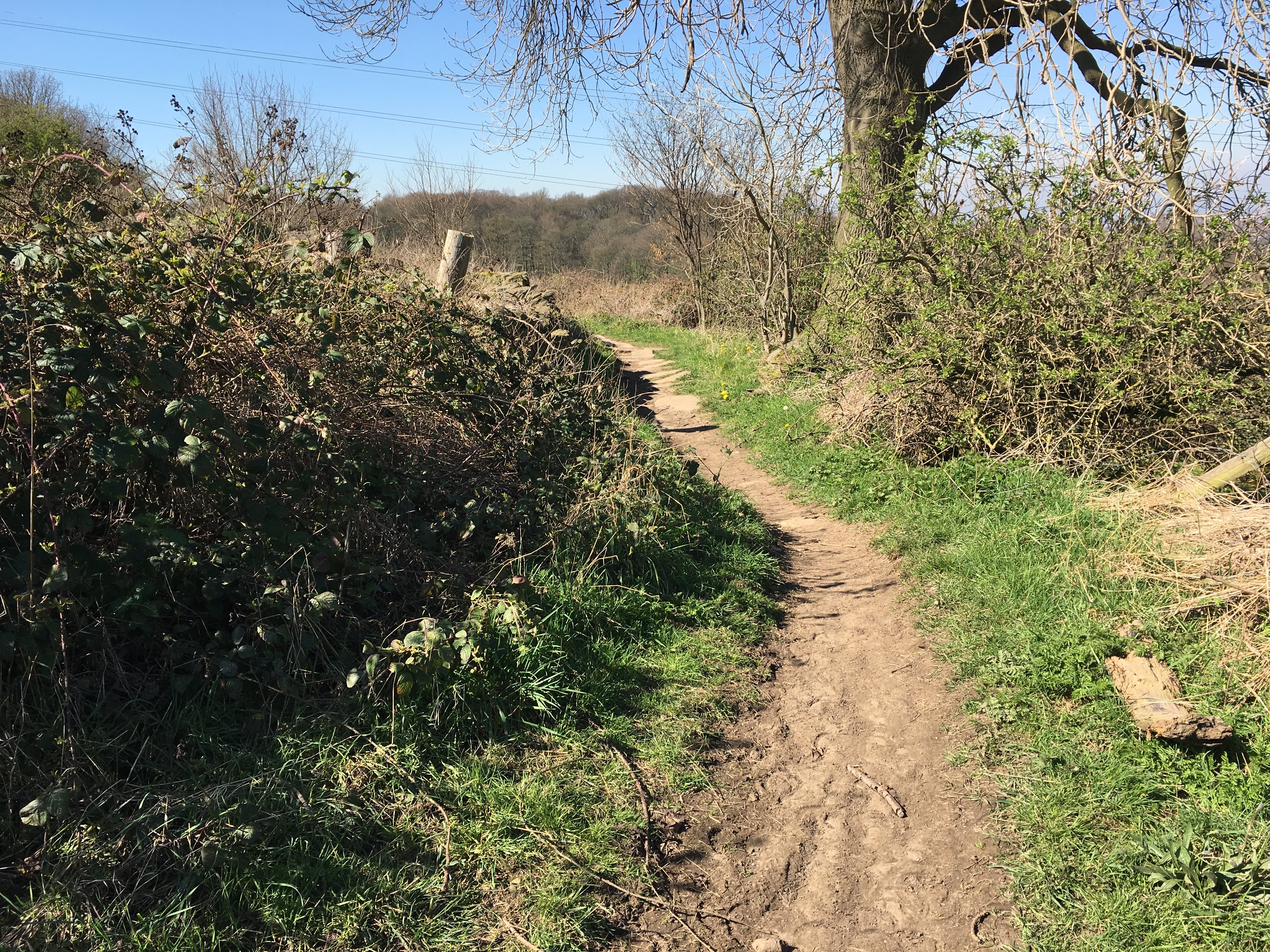 Trail running through woodland