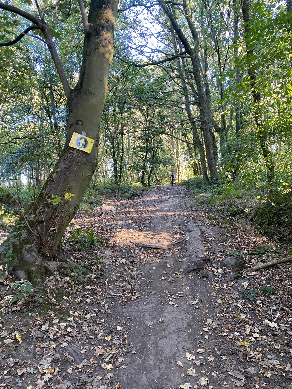 Arrow sign 12 in Lady Wood