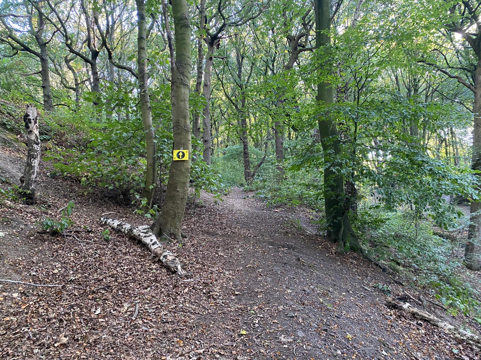 Arrow sign 7 on the Lady Wood track