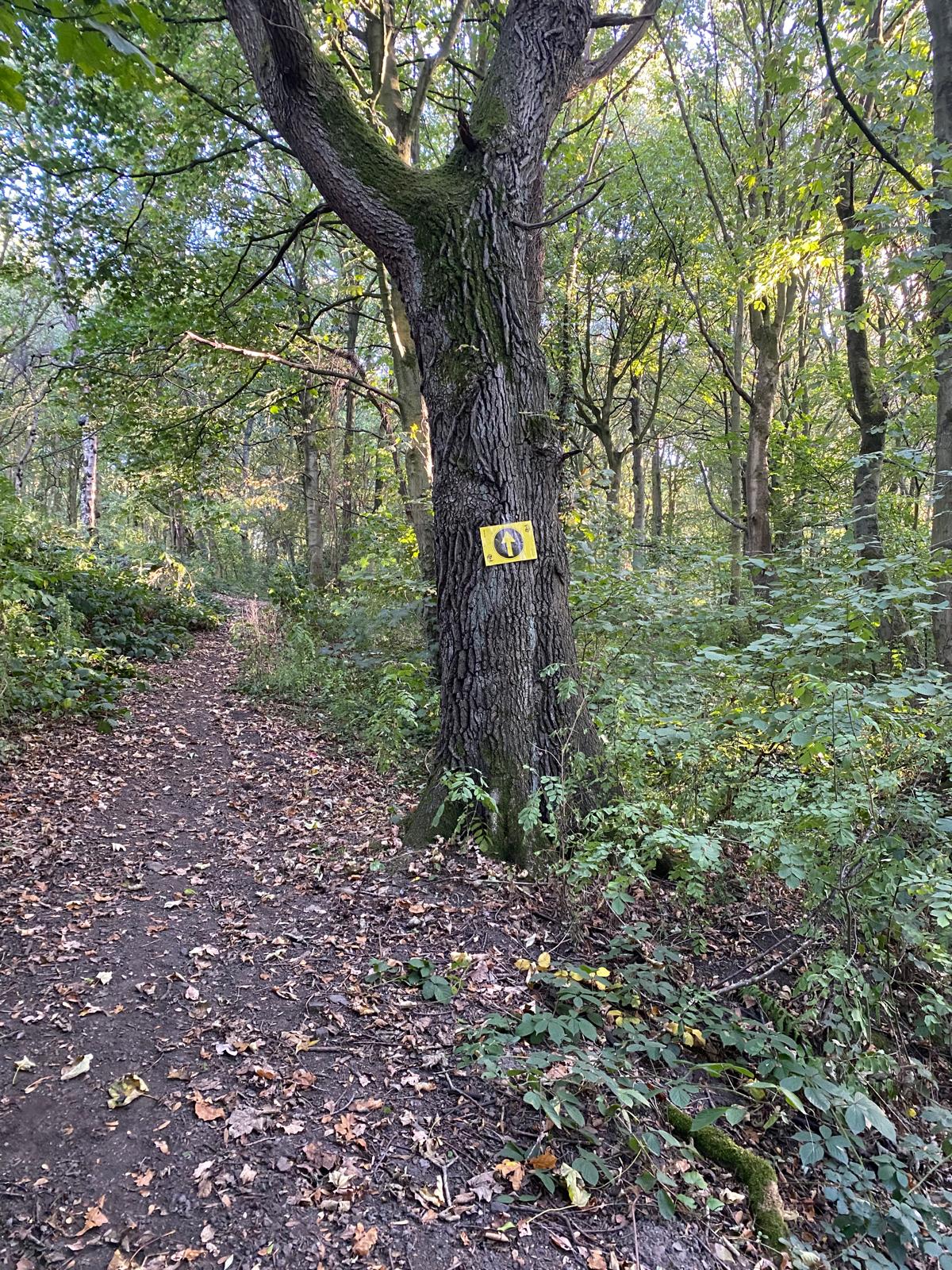 Arrow sign 8 on the Lady Wood track